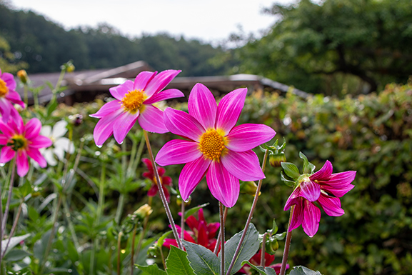 Foto Hamburg Dahliengarten
